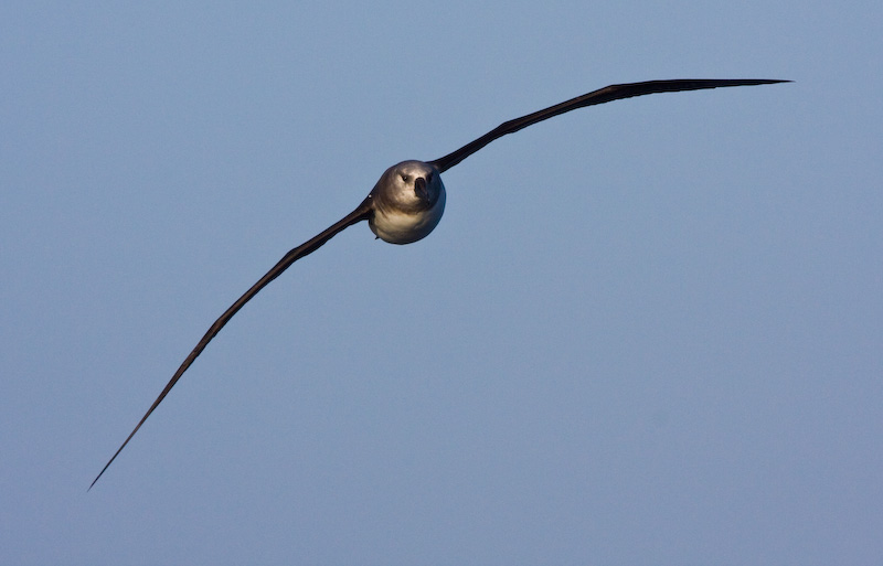 Gray-Headed Albatross In Flight